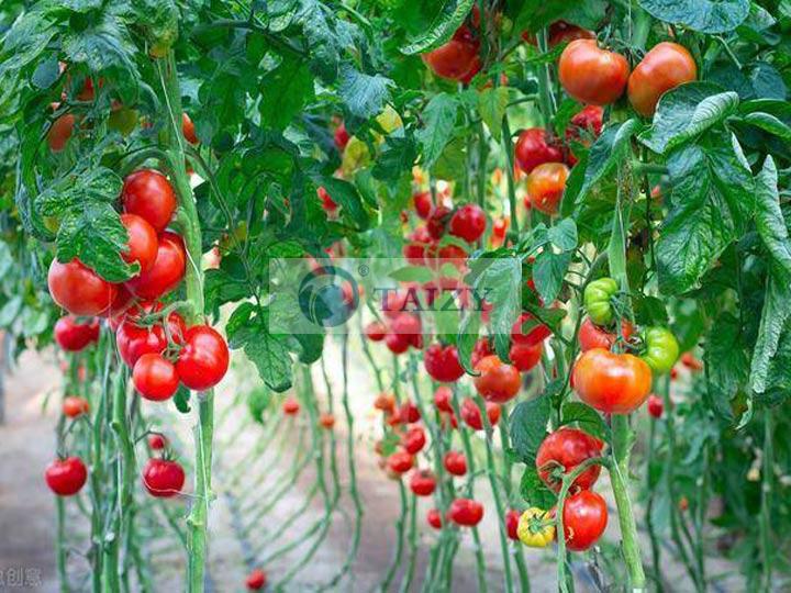 Tomatoes-Seedlings